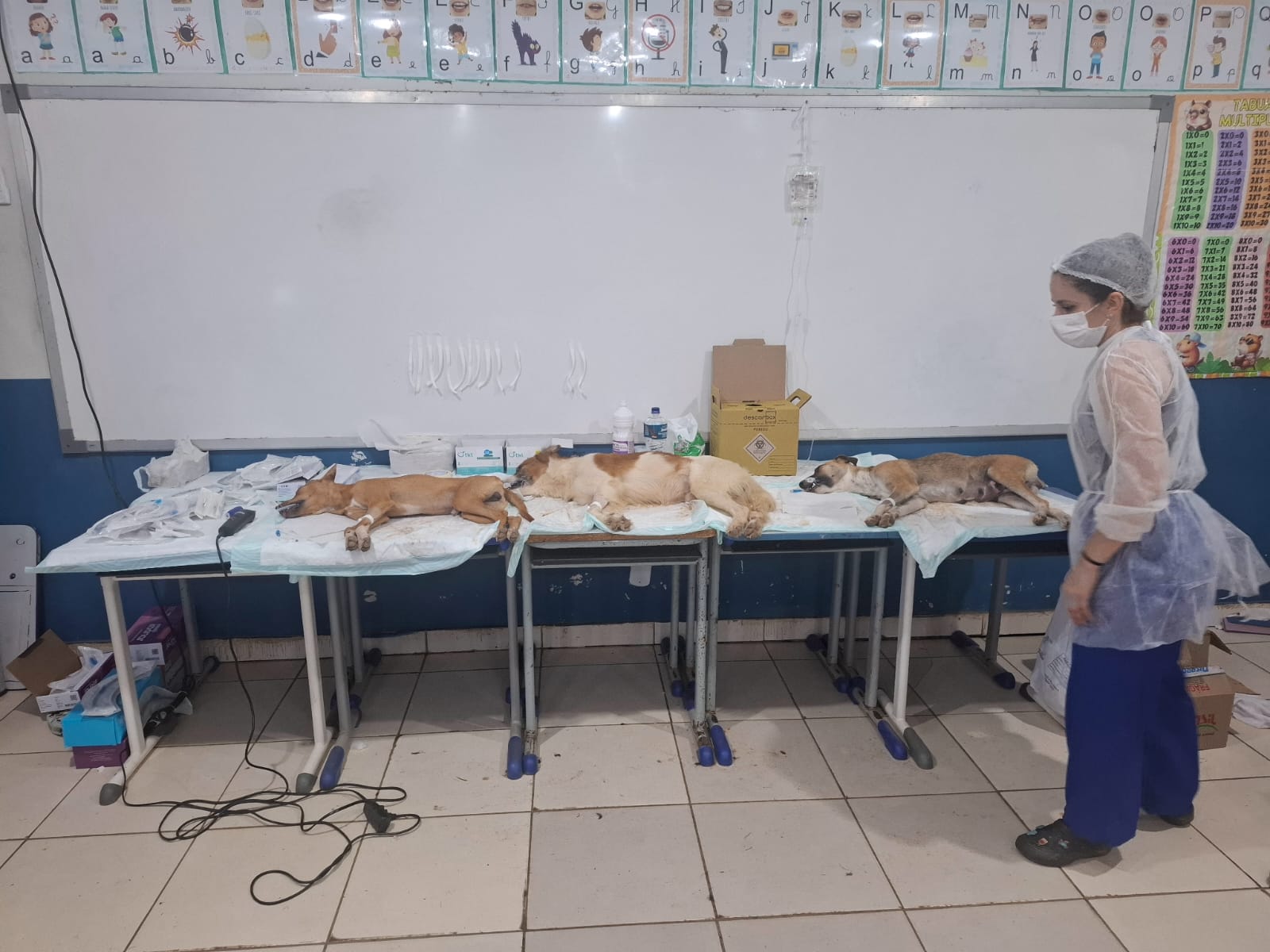 No total, 44 animais foram castrados